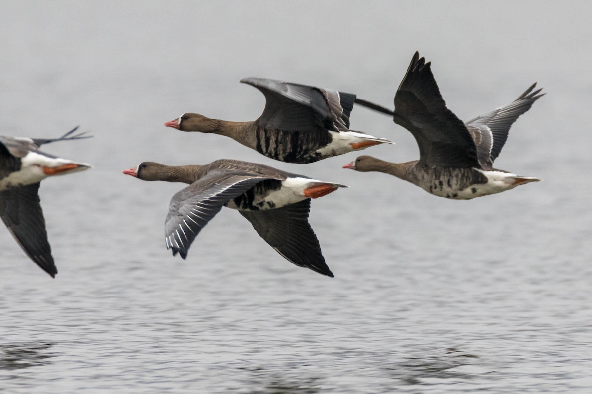 Greater White-fronted Goose - Honza Grünwald