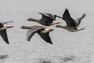 Greater White-fronted Goose, ML326479951