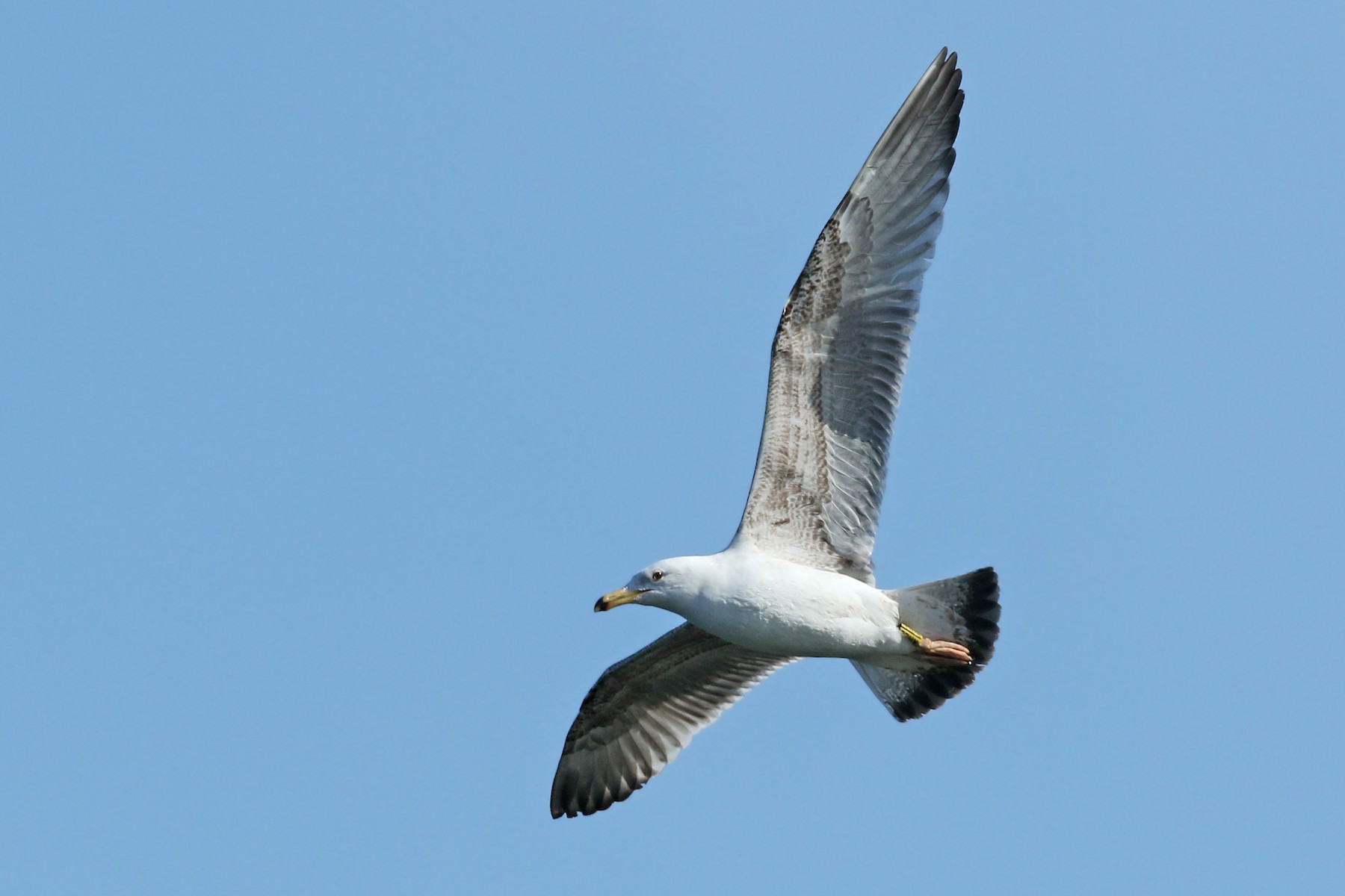 Herring x Caspian Gull (hybrid) eBird