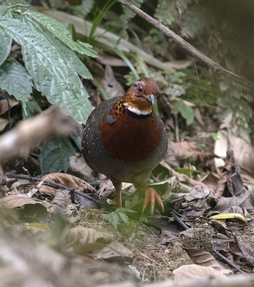 Chestnut-breasted Partridge - ML326489921
