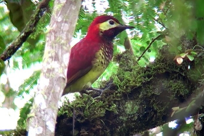 Crimson-mantled Woodpecker (Crimson-mantled) - ML326490031