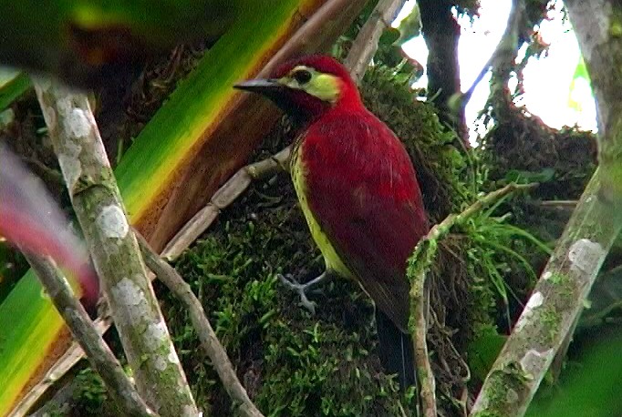 Crimson-mantled Woodpecker (Crimson-mantled) - Josep del Hoyo