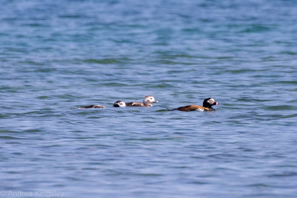 Long-tailed Duck - ML326490541