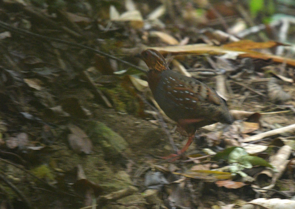 Chestnut-breasted Partridge - ML326499191