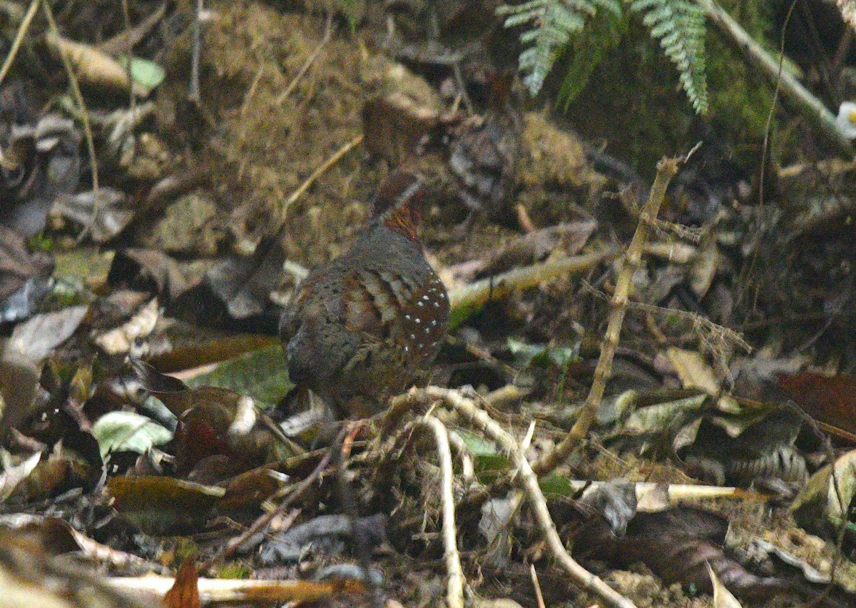 Chestnut-breasted Partridge - ML326499241