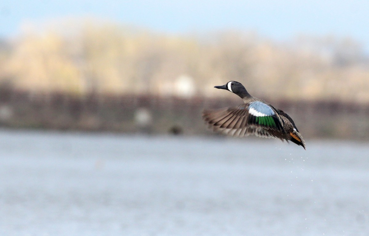 Blue-winged Teal - ML326503661