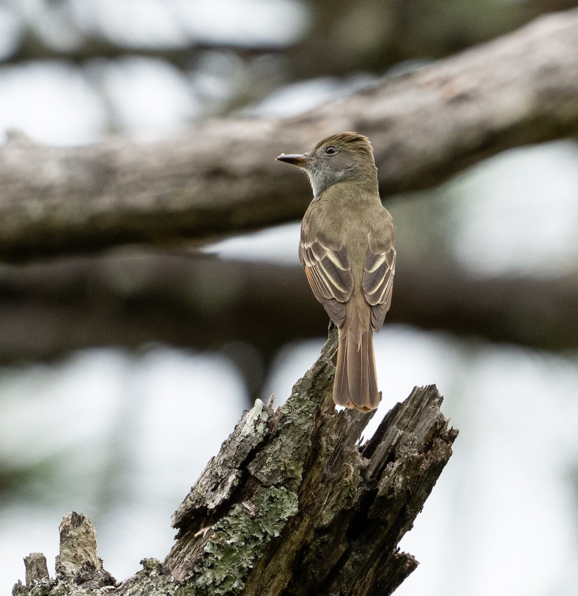 Great Crested Flycatcher - ML326504461
