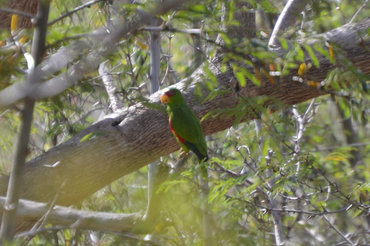 White-fronted Parrot - ML32650461