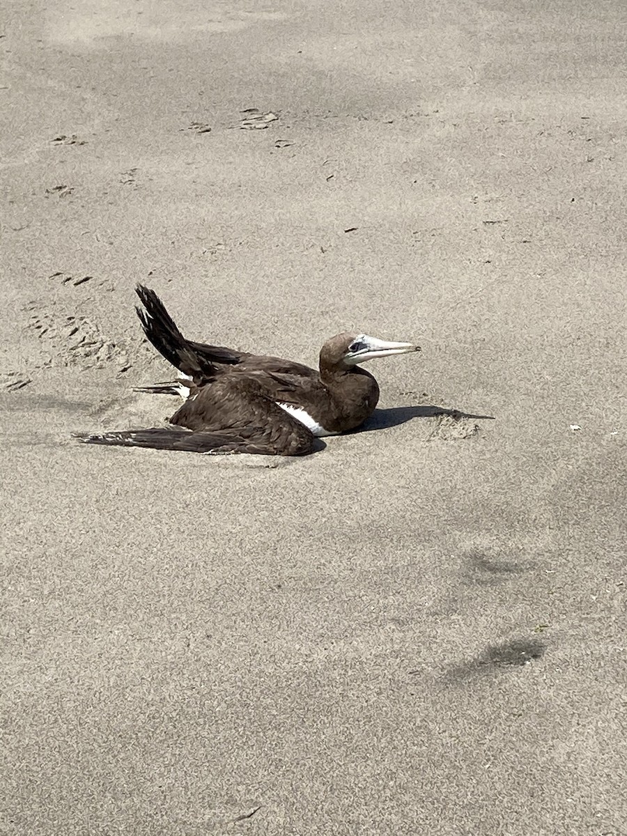 Brown Booby - Tuck Russell