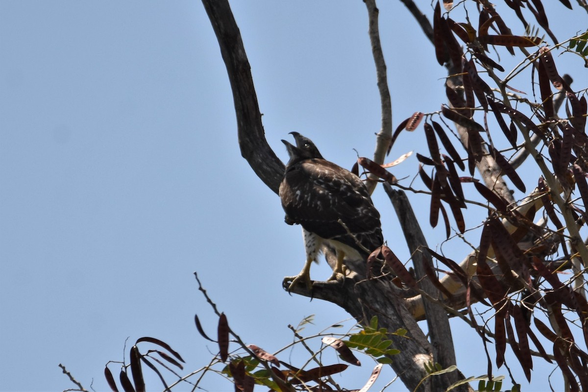 Red-tailed Hawk (jamaicensis) - ML326510361