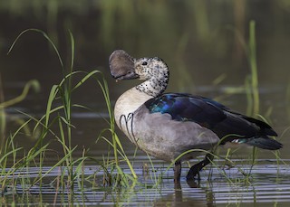 Knob-billed Duck, ML326514071