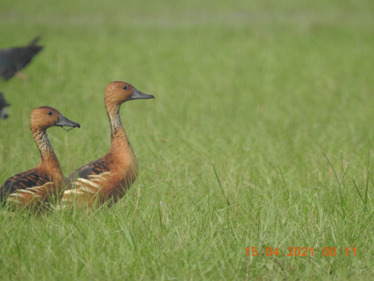 Fulvous Whistling-Duck - Awadh Agrawal