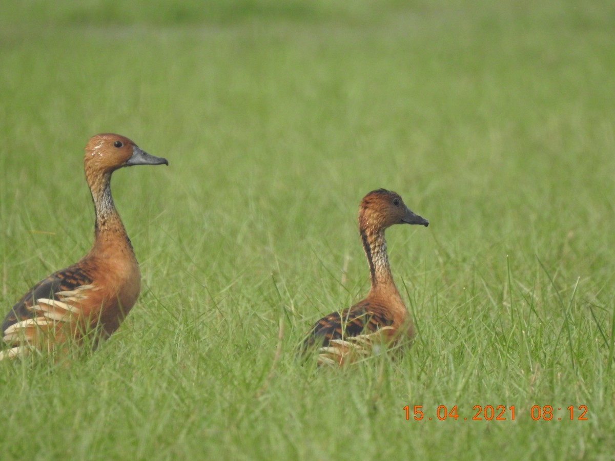 Fulvous Whistling-Duck - ML326514811