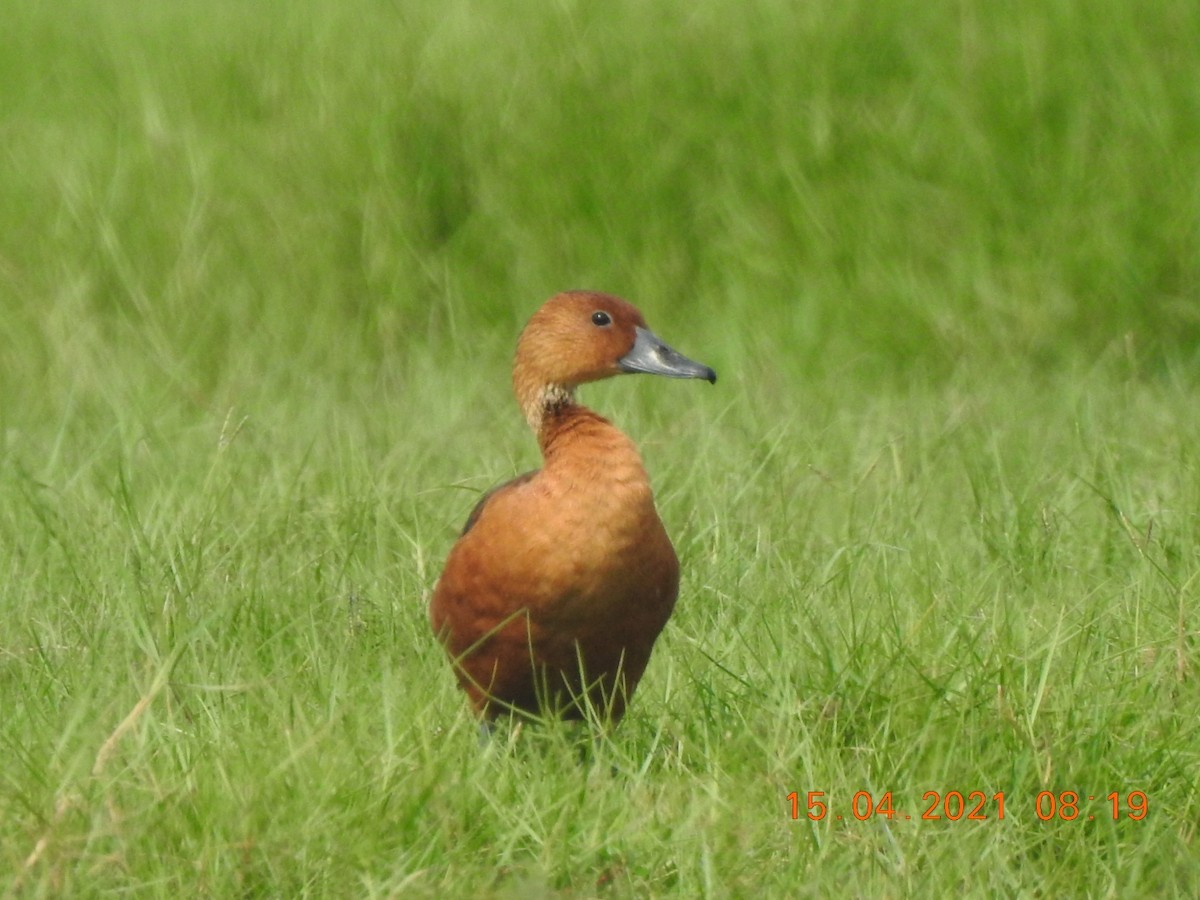 Fulvous Whistling-Duck - ML326514821