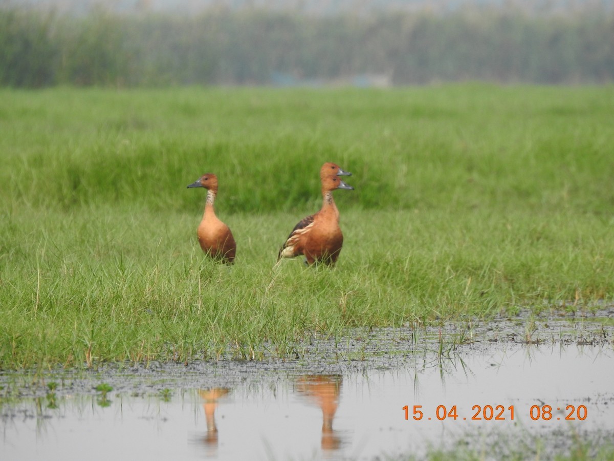 Fulvous Whistling-Duck - Awadh Agrawal
