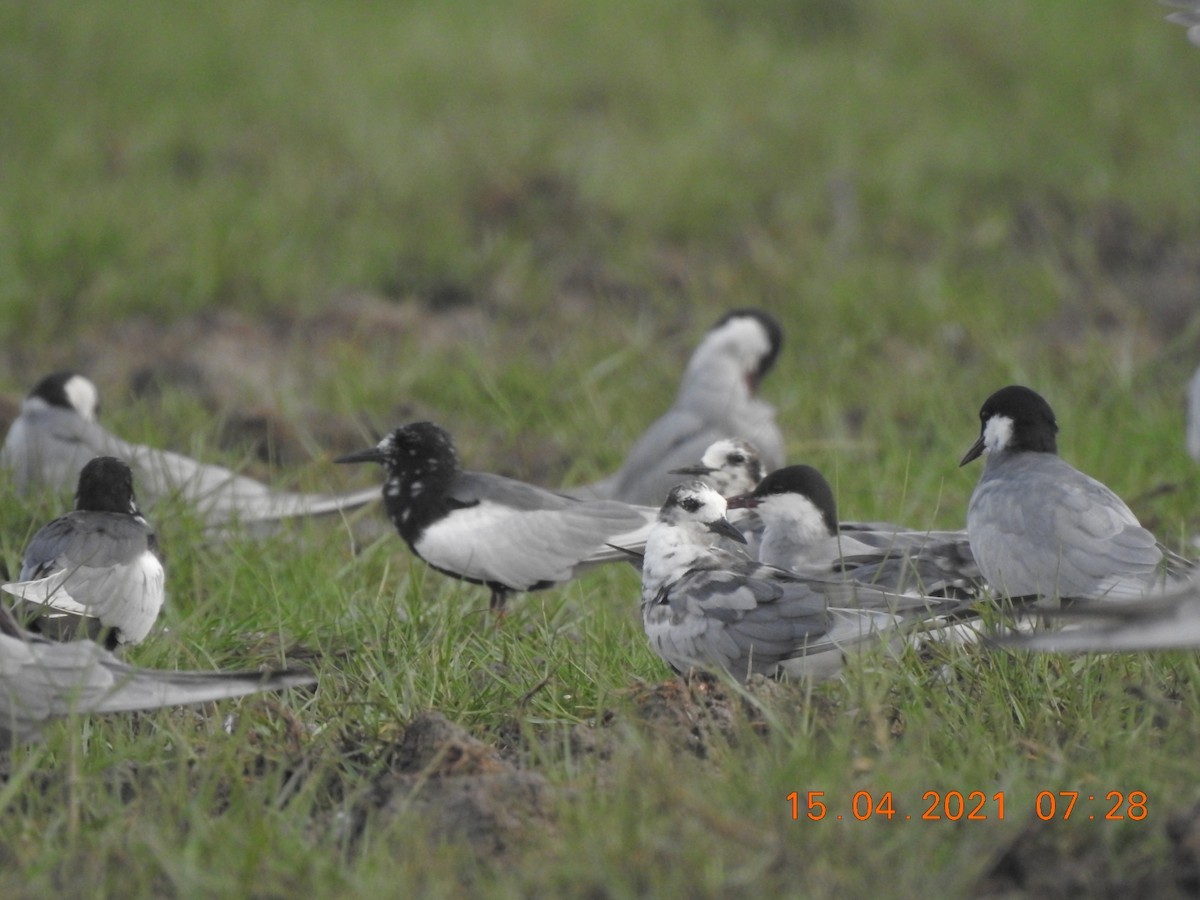 White-winged Tern - Awadh Agrawal
