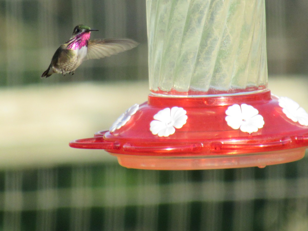 Calliope Hummingbird - Robert Sallee