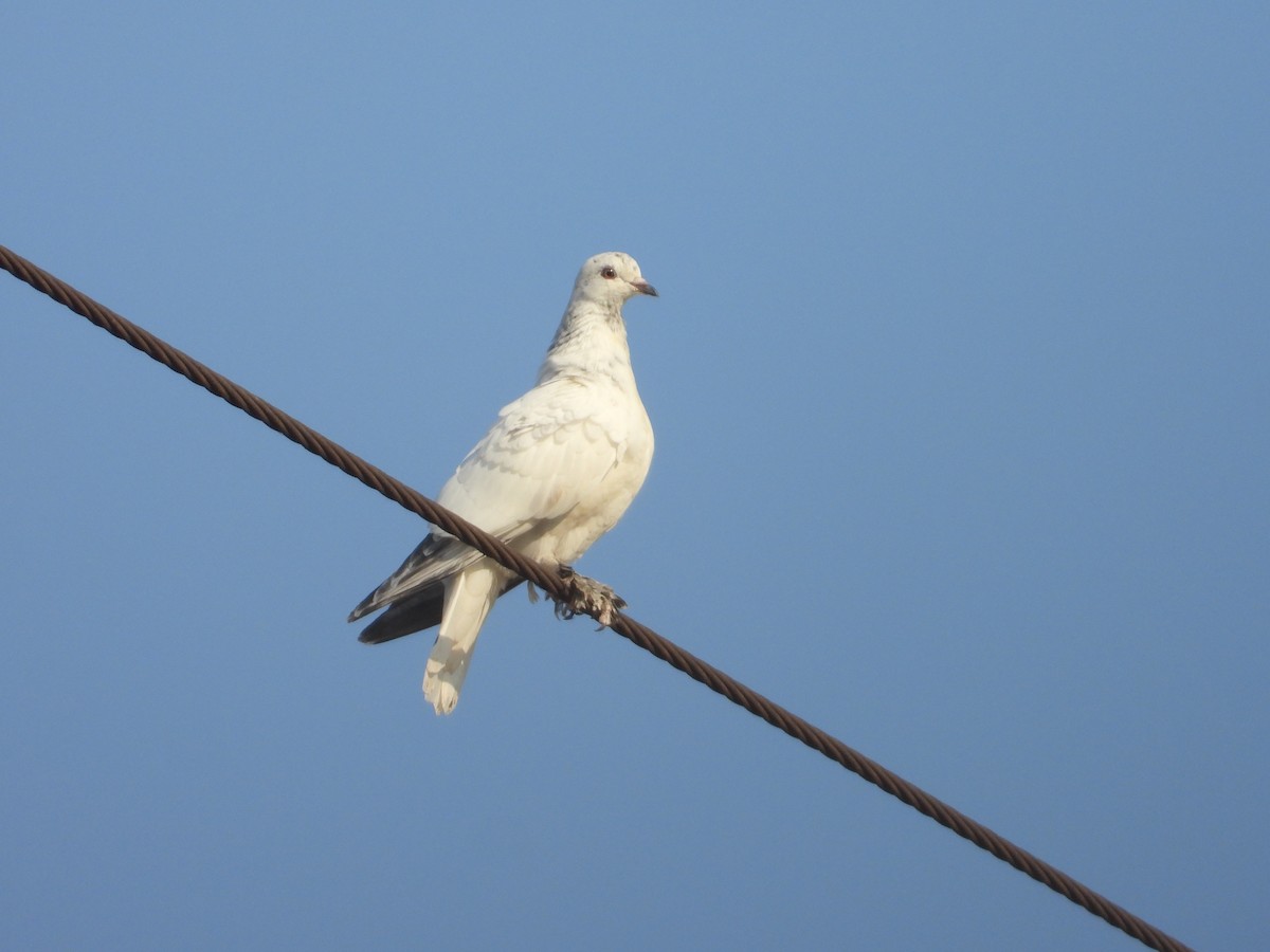 Rock Pigeon (Feral Pigeon) - Soumitra shesh  Arya