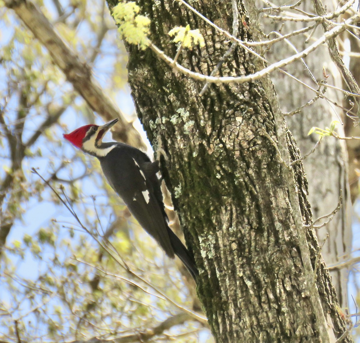 Pileated Woodpecker - ML326522971