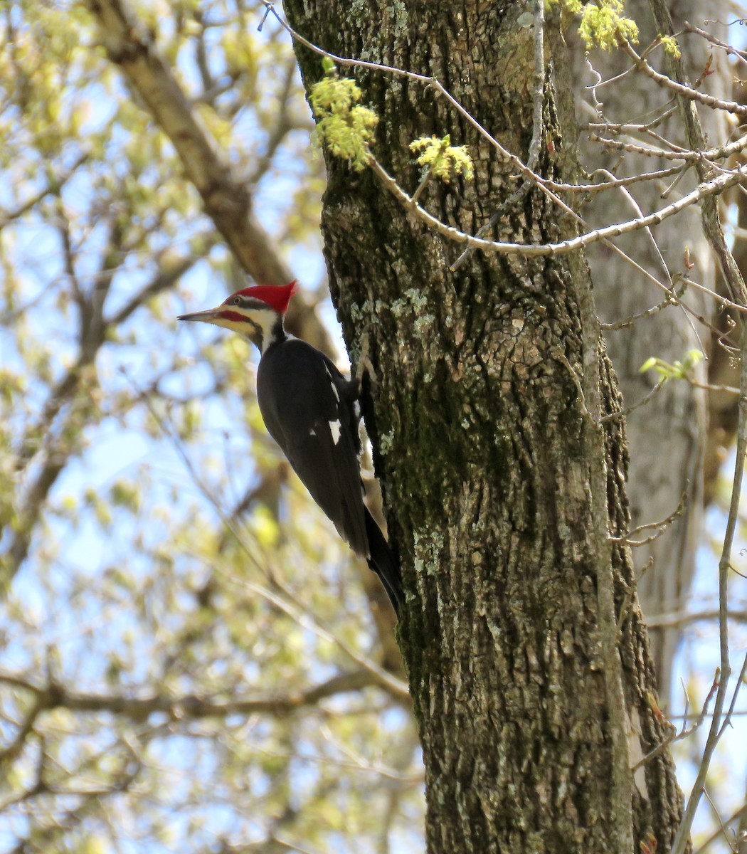 Pileated Woodpecker - ML326522981
