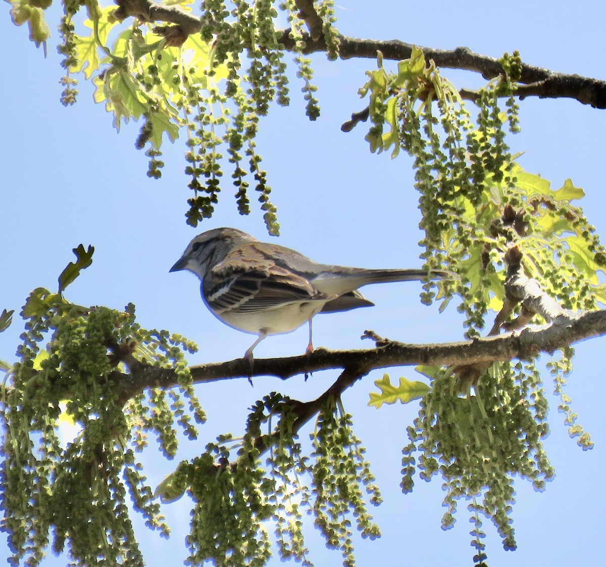Chipping Sparrow - ML326523551
