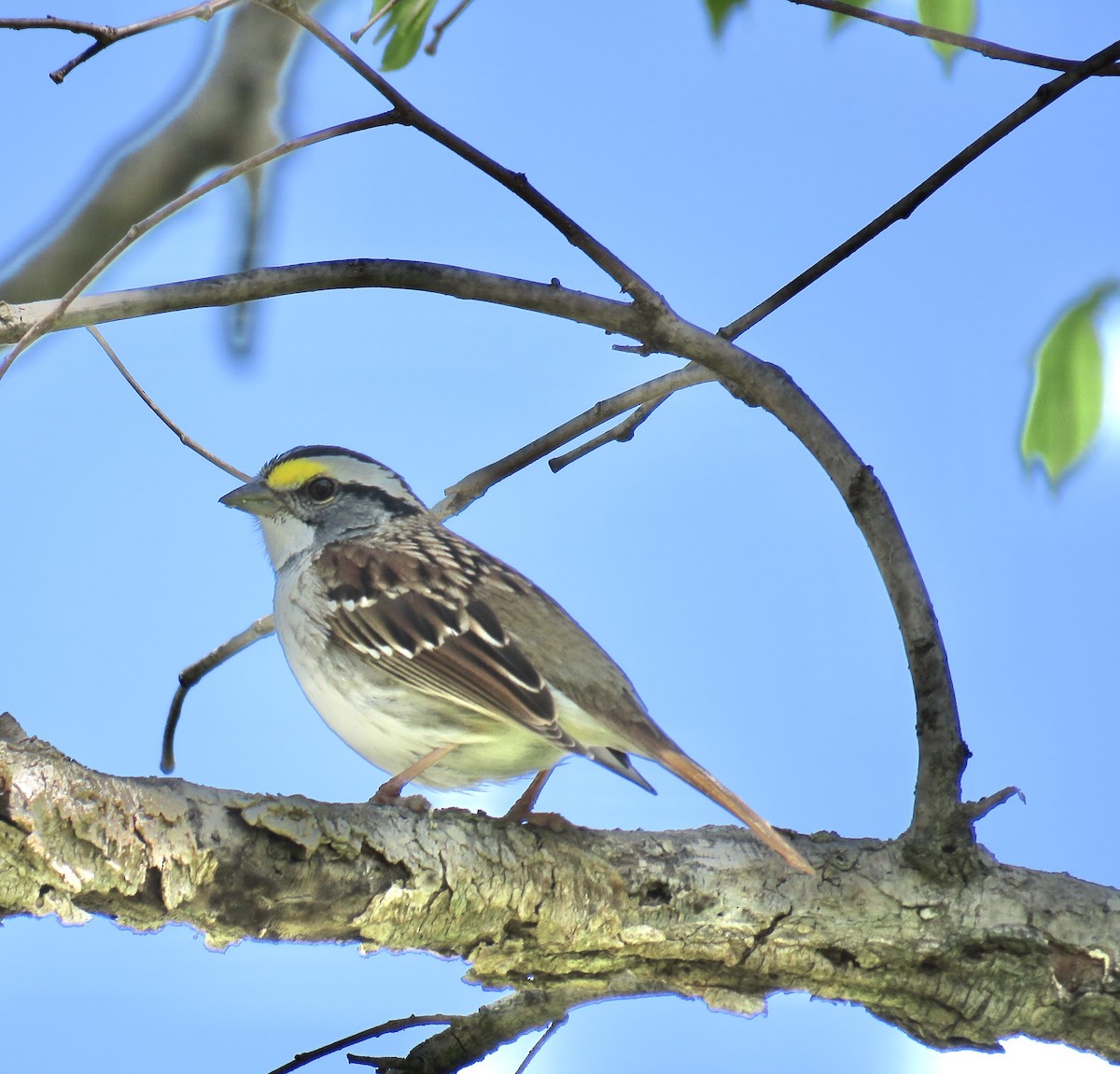 White-throated Sparrow - ML326523651
