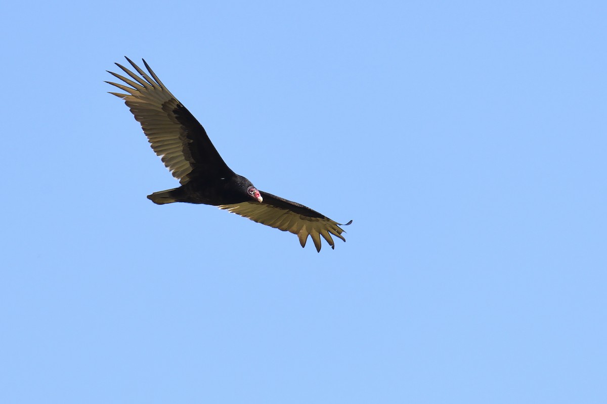 Turkey Vulture - ML326525021