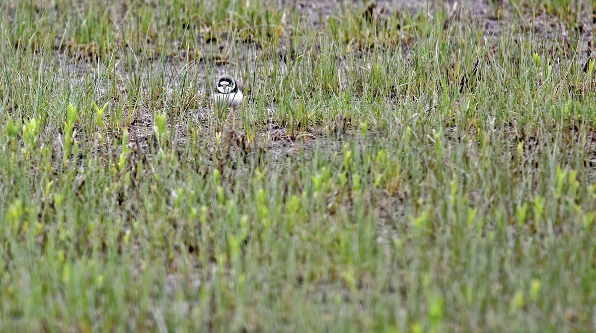 Semipalmated Plover - ML326528501