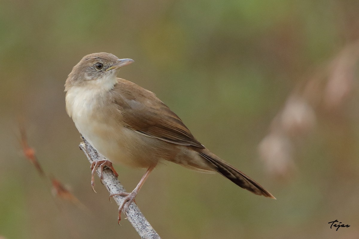 Broad-tailed Grassbird - tejas k rao