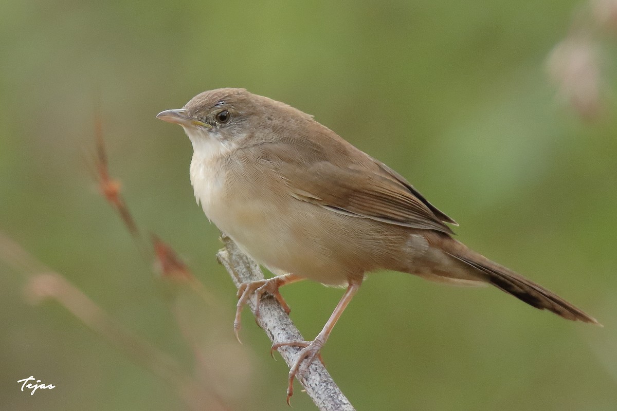 Broad-tailed Grassbird - ML326531591