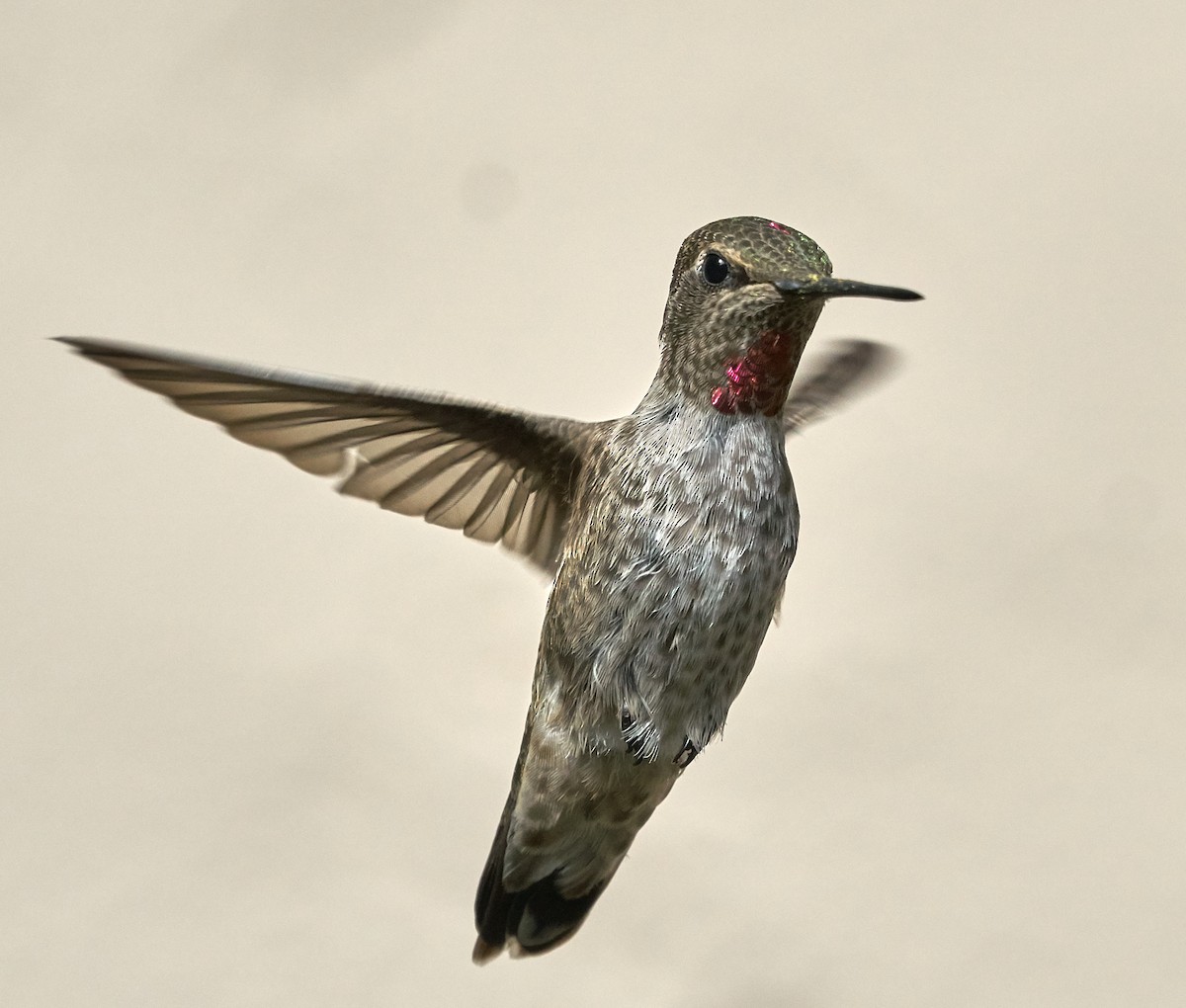 Anna's Hummingbird - ML32653261