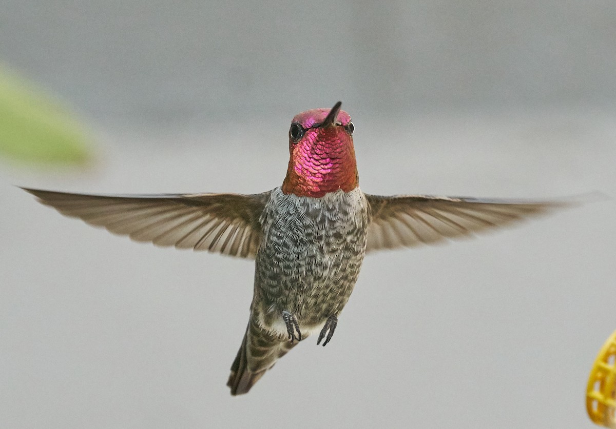 Anna's Hummingbird - ML32653271