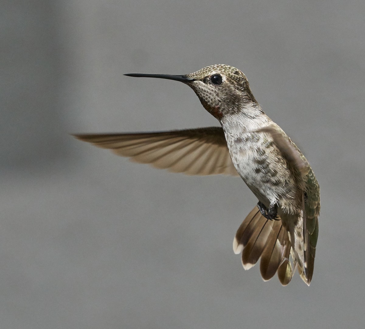 Anna's Hummingbird - ML32653291