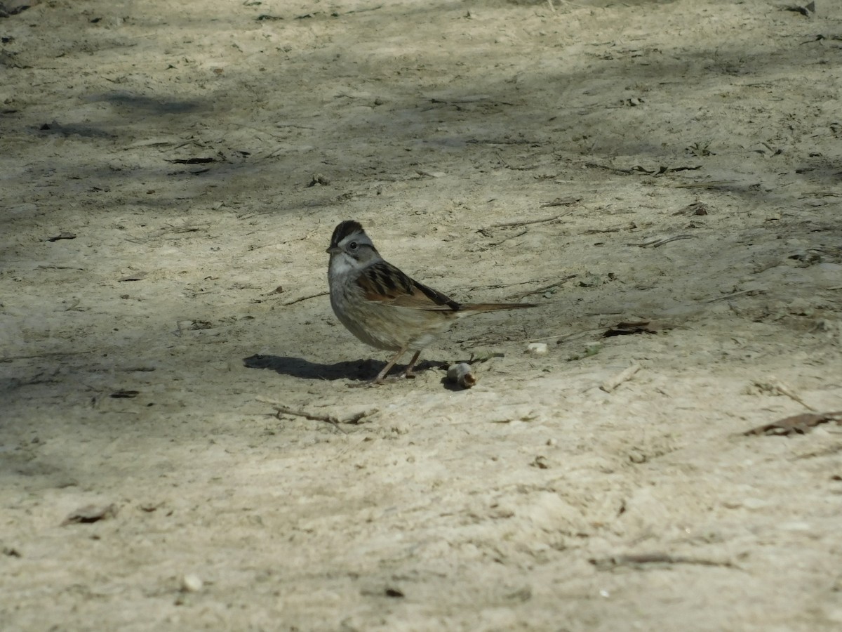 Swamp Sparrow - Howard Blum