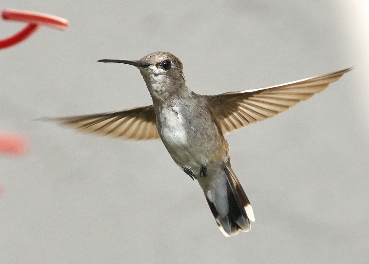 Black-chinned Hummingbird - ML32653461