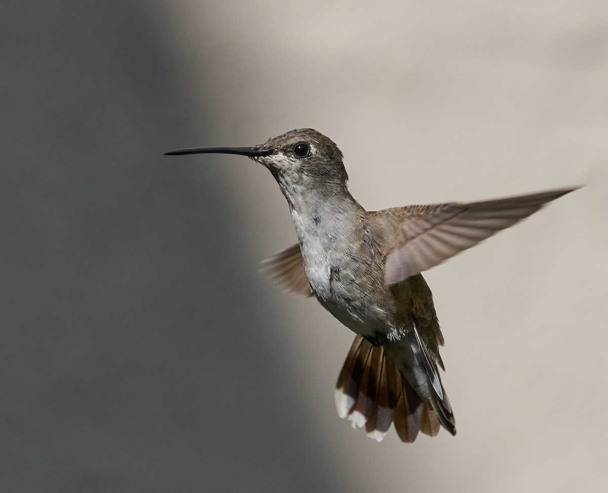 Black-chinned Hummingbird - ML32653491
