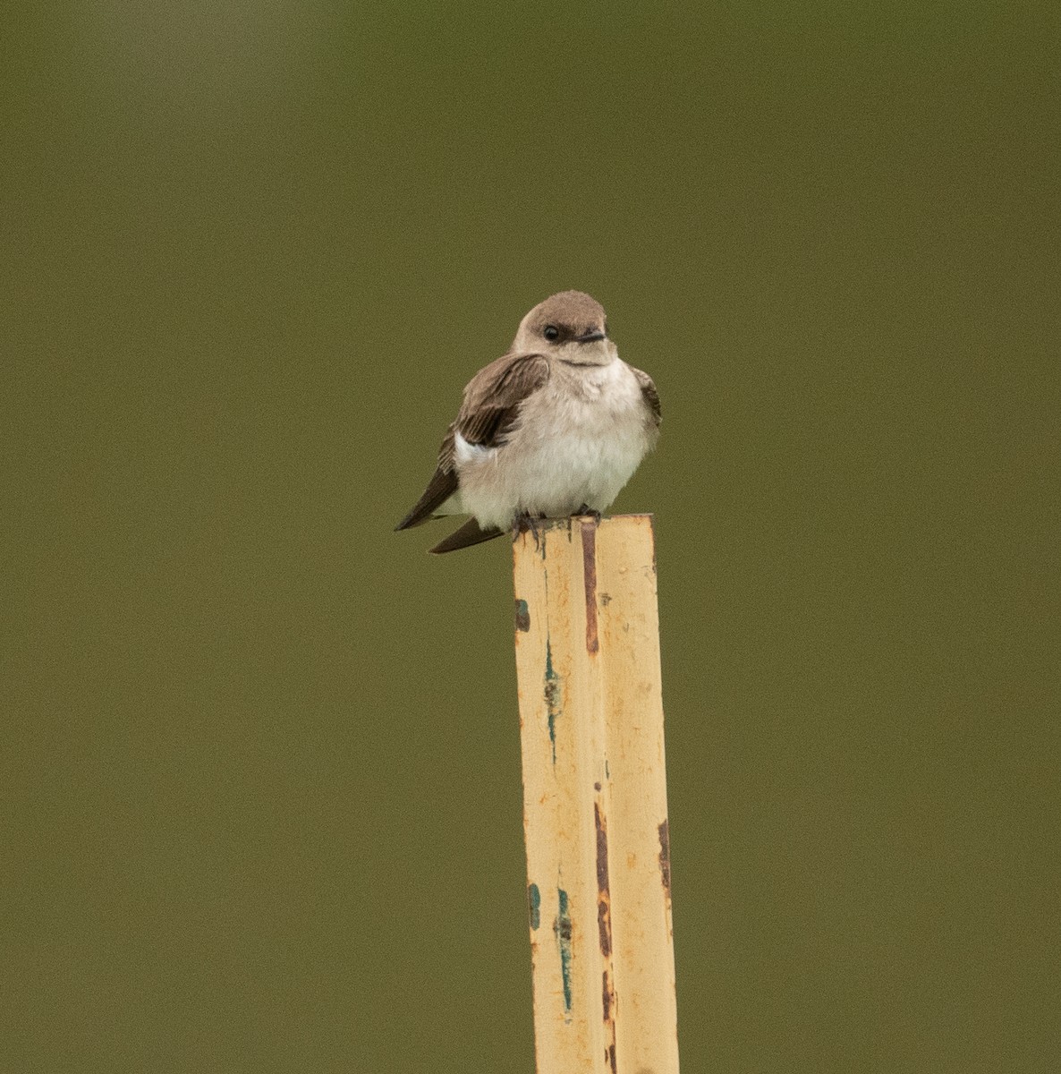 Northern Rough-winged Swallow - ML326535361