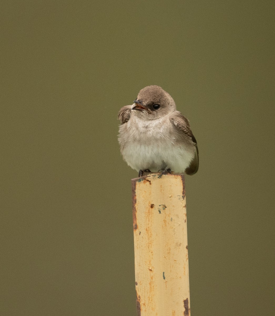 Northern Rough-winged Swallow - ML326535411