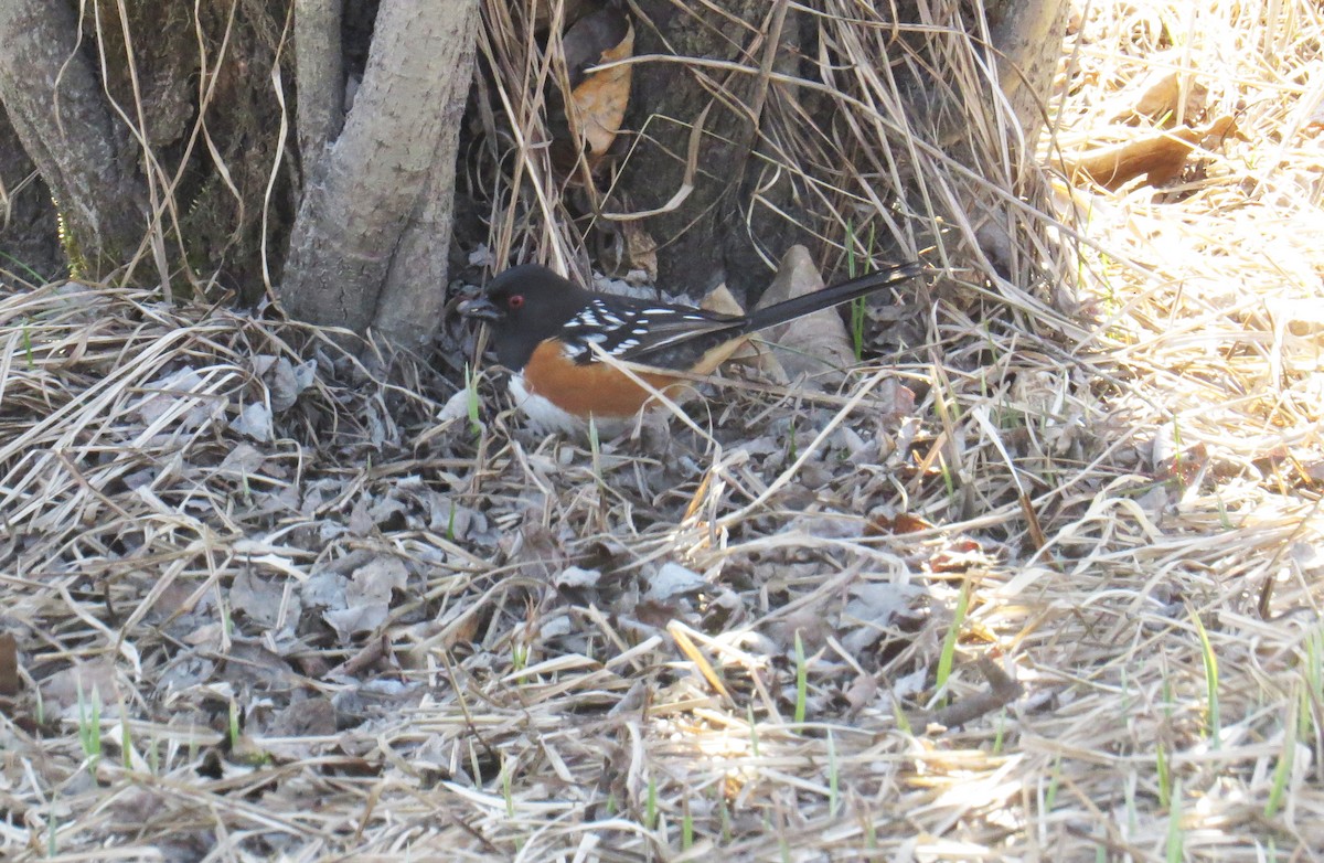 Spotted Towhee - Ellen  Tremblay