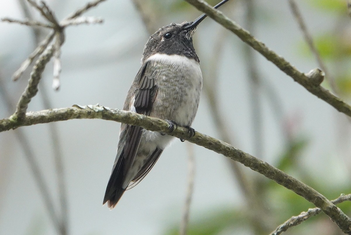 Black-chinned Hummingbird - deborah grimes