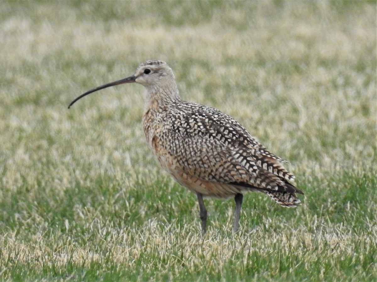 Long-billed Curlew - ML326540871