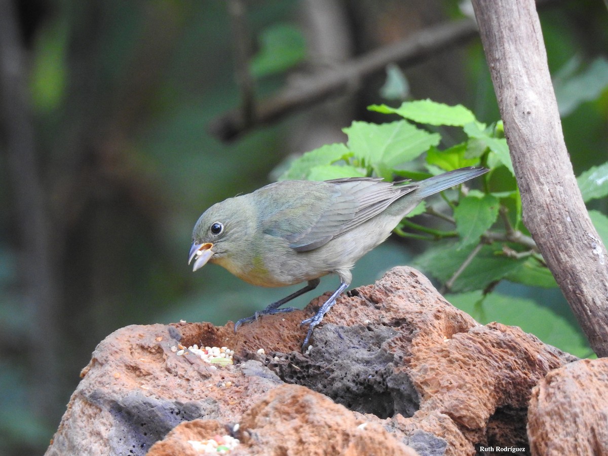 Painted Bunting - ML326545271