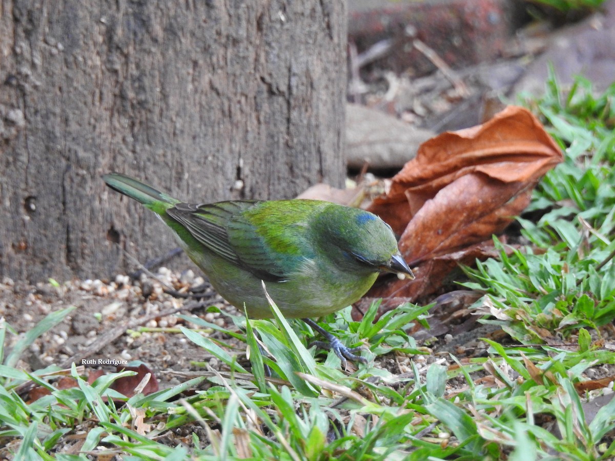 Painted Bunting - ML326545691
