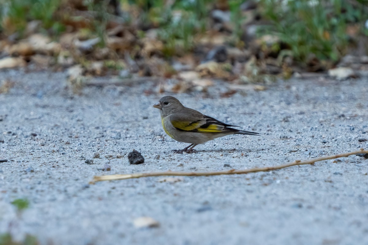 Lawrence's Goldfinch - ML326546021