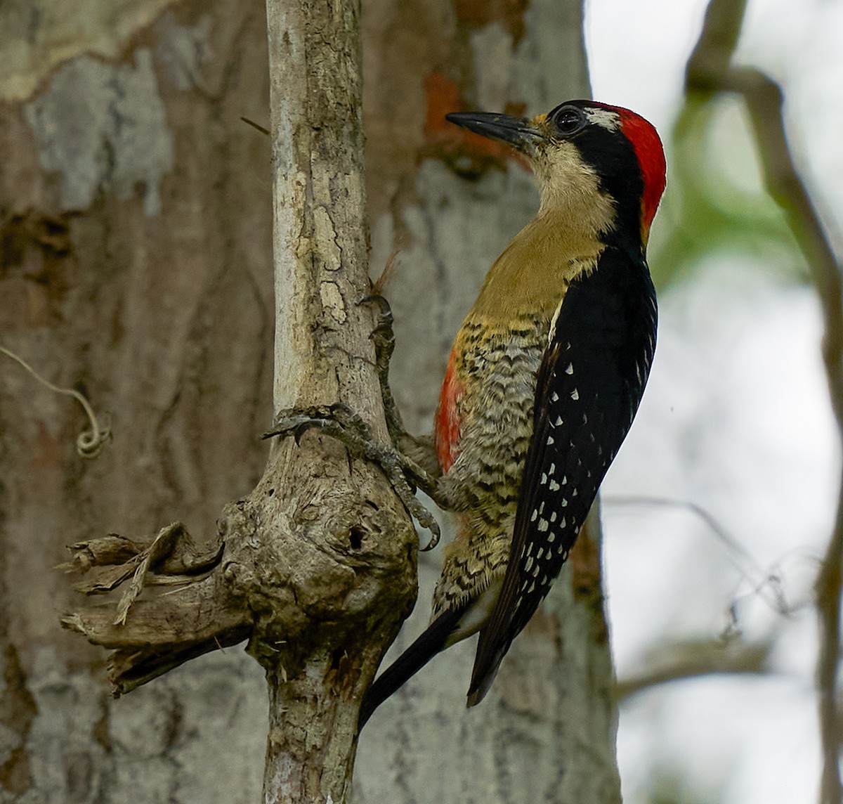 Black-cheeked Woodpecker - Jose Olmedo