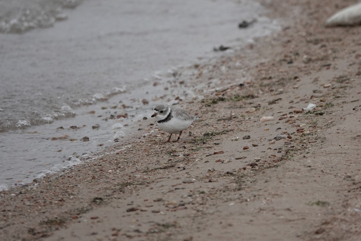 Piping Plover - ML326554531