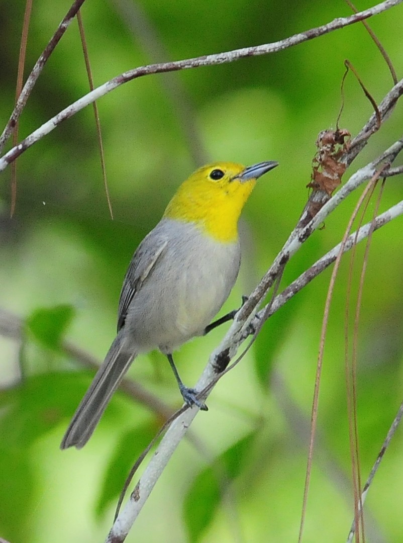 Yellow-headed Warbler - Kurt Hennige