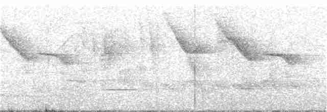 Rufous-tailed Antbird - ML326557531