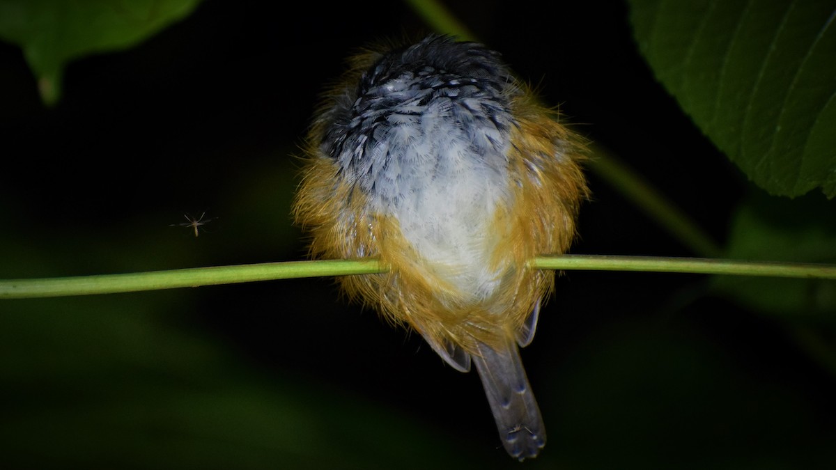Peruvian Warbling-Antbird - ML326559511