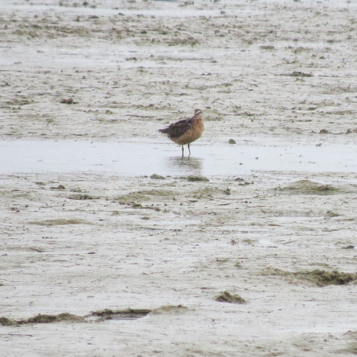 Long-billed Dowitcher - ML32656211